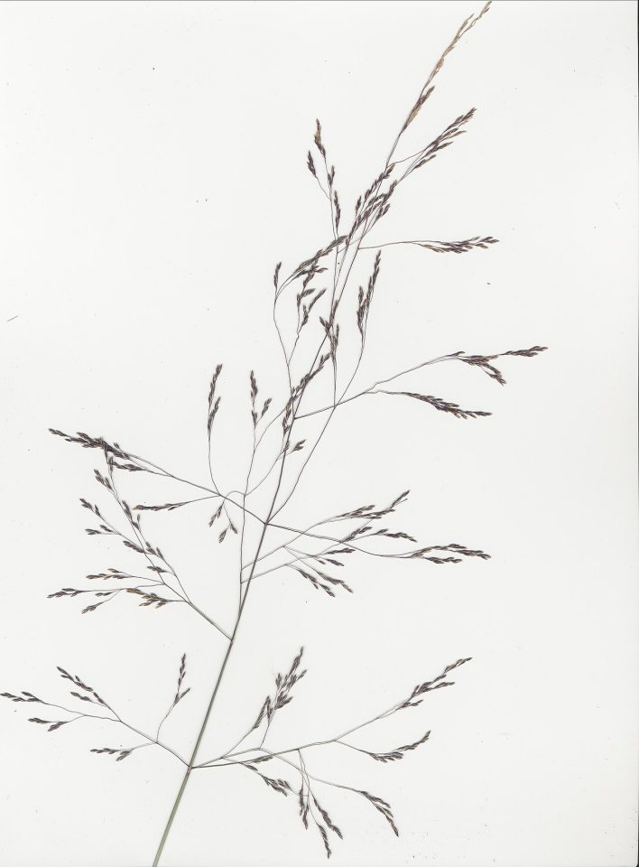 Calamagrostis parviseta