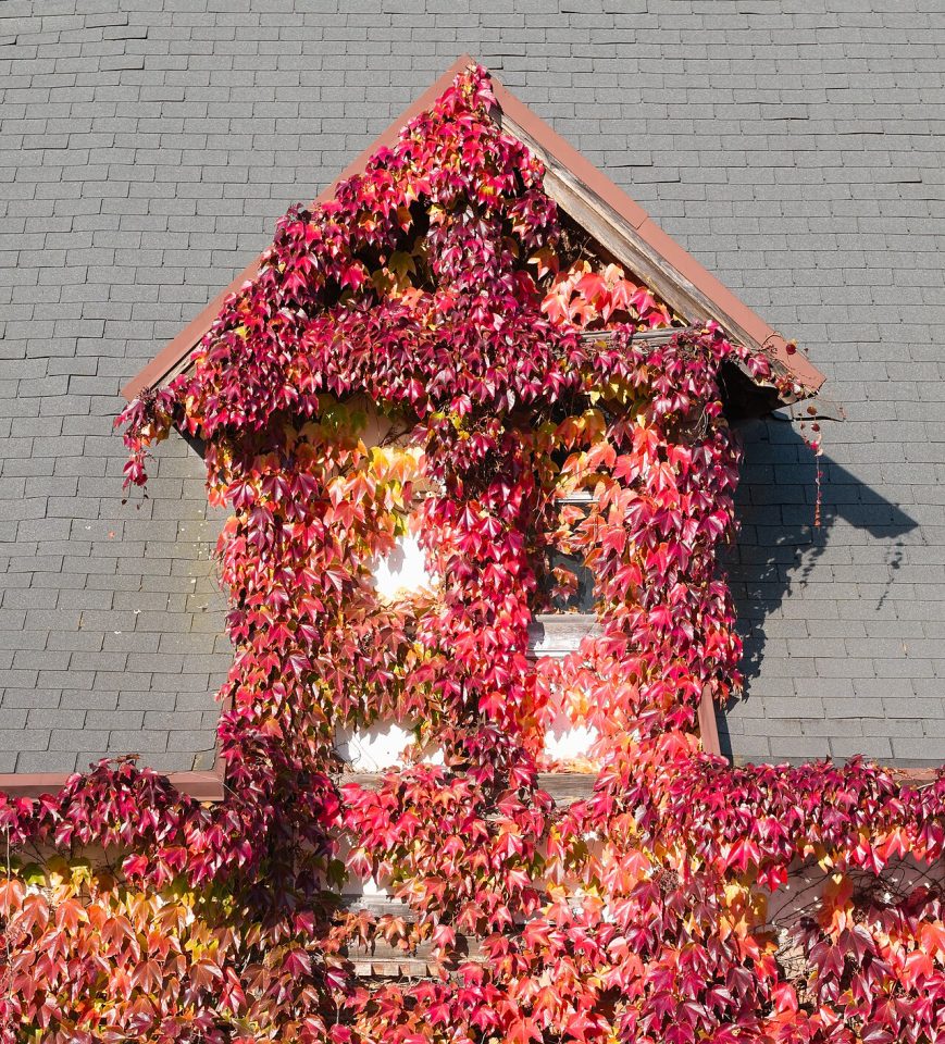 Parthenocissus tricuspidata