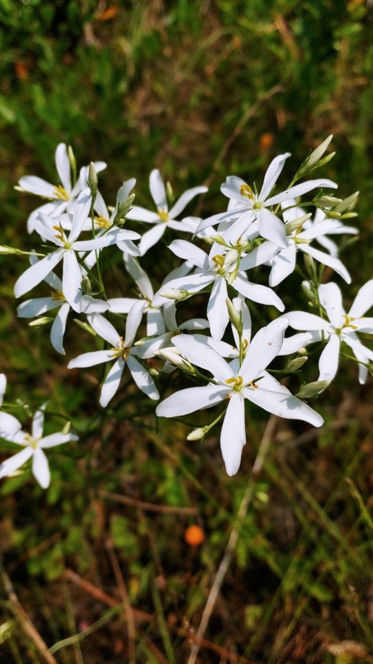 Sabatia difformis