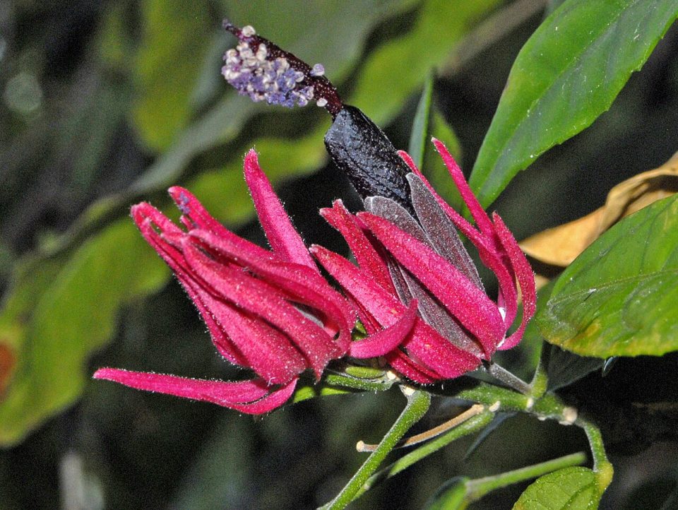 Pavonia multiflora