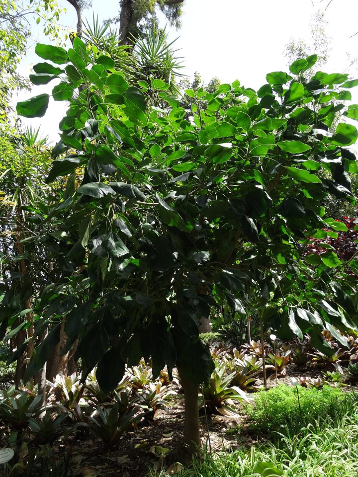 Oreopanax nymphaeifolius