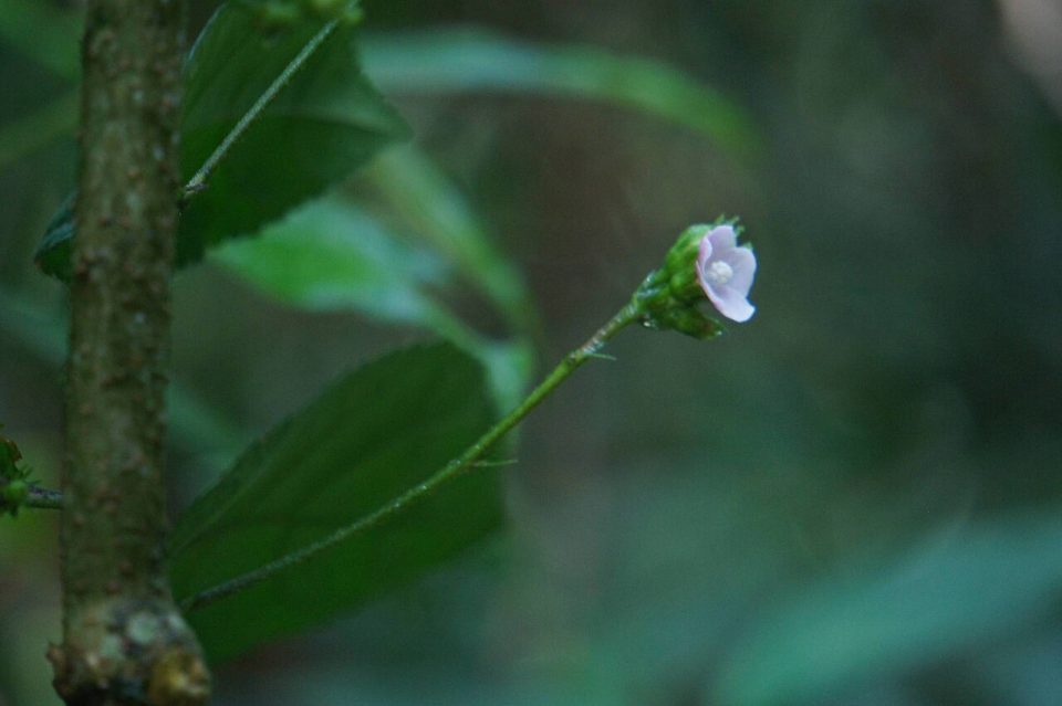 Pavonia schiedeana
