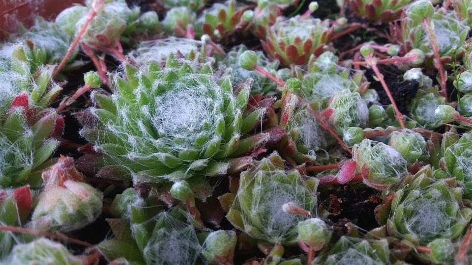 Foto ilustrativa de la especie: Sempervivum arachnoideum