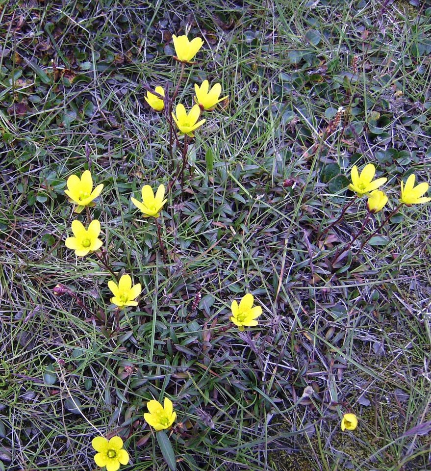 Saxifraga hirculus