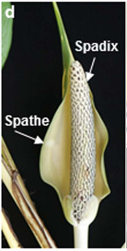 Foto ilustrativa de la especie: Epipremnum aureum
