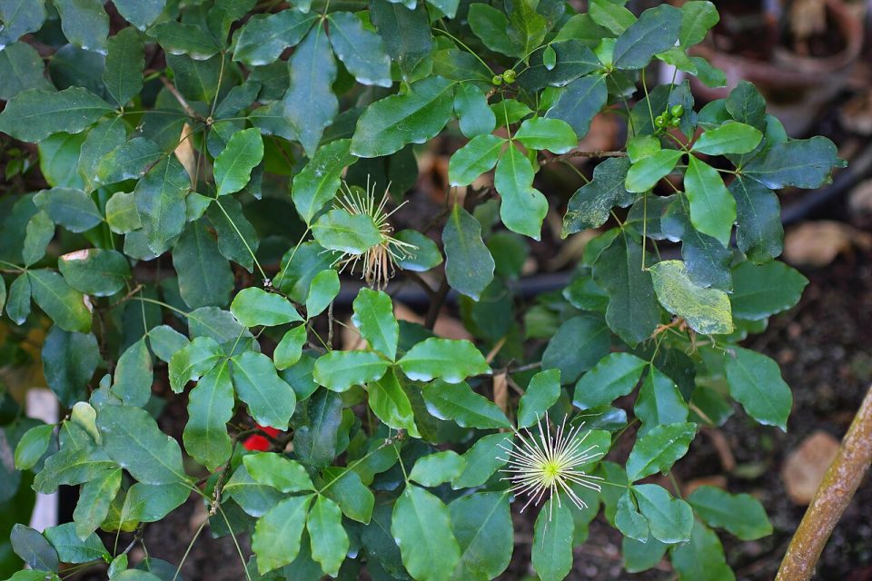 Thilachium panduriforme