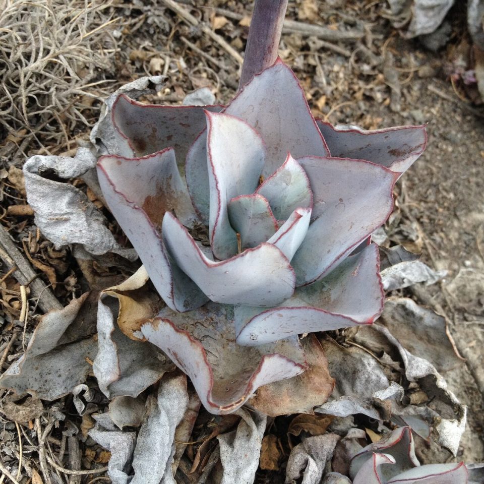Echeveria rubromarginata