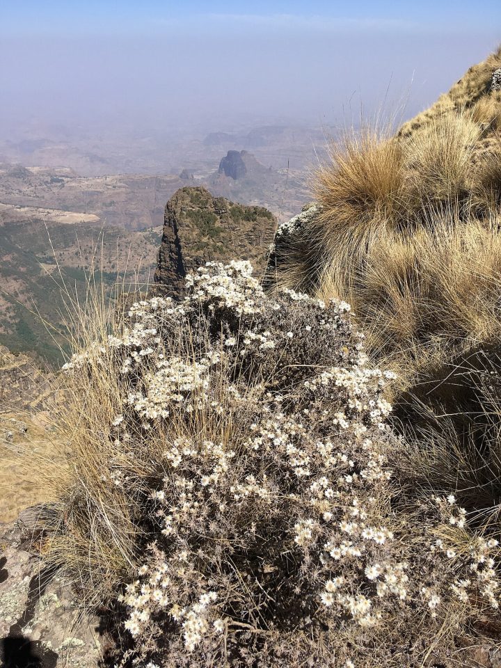 Helichrysum citrispinum