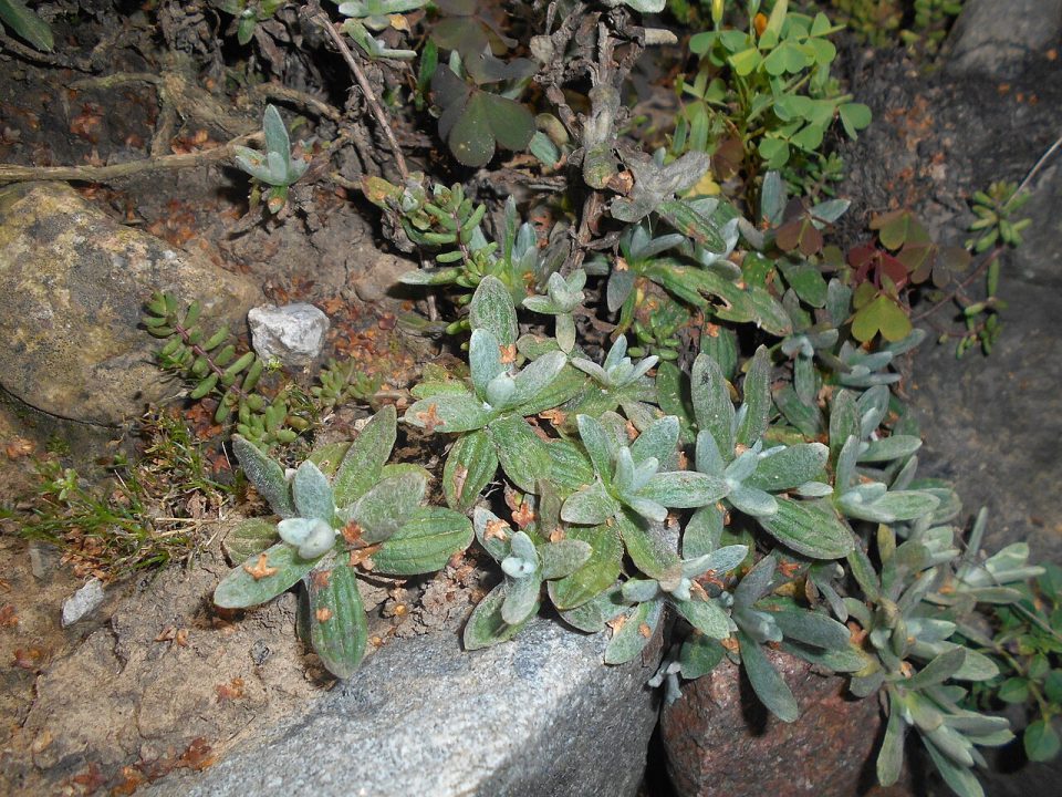Helichrysum armenium