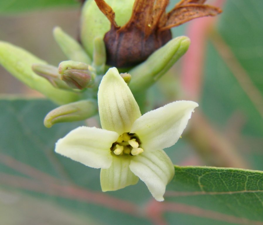 Manihot peltata