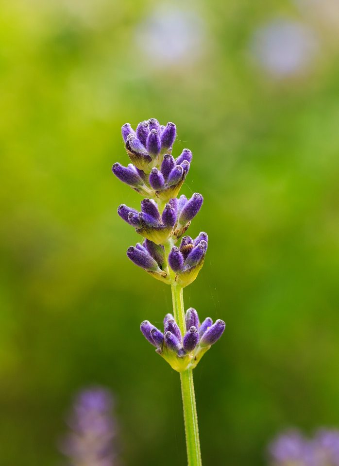 Lavandula latifolia