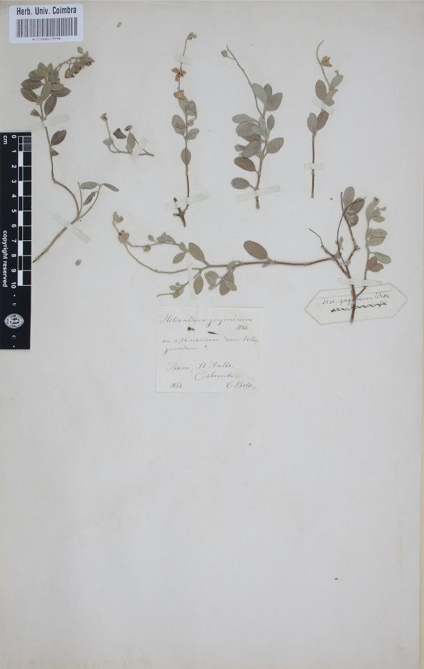 Helianthemum gorgoneum