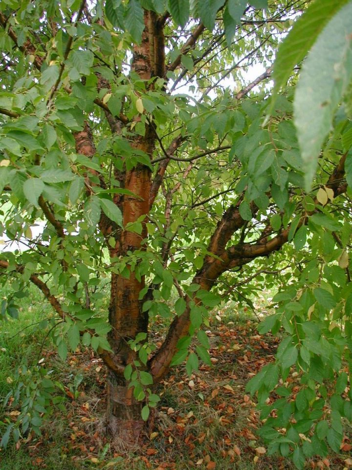 Prunus maackii