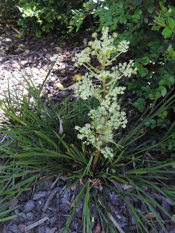 Aciphylla traversii