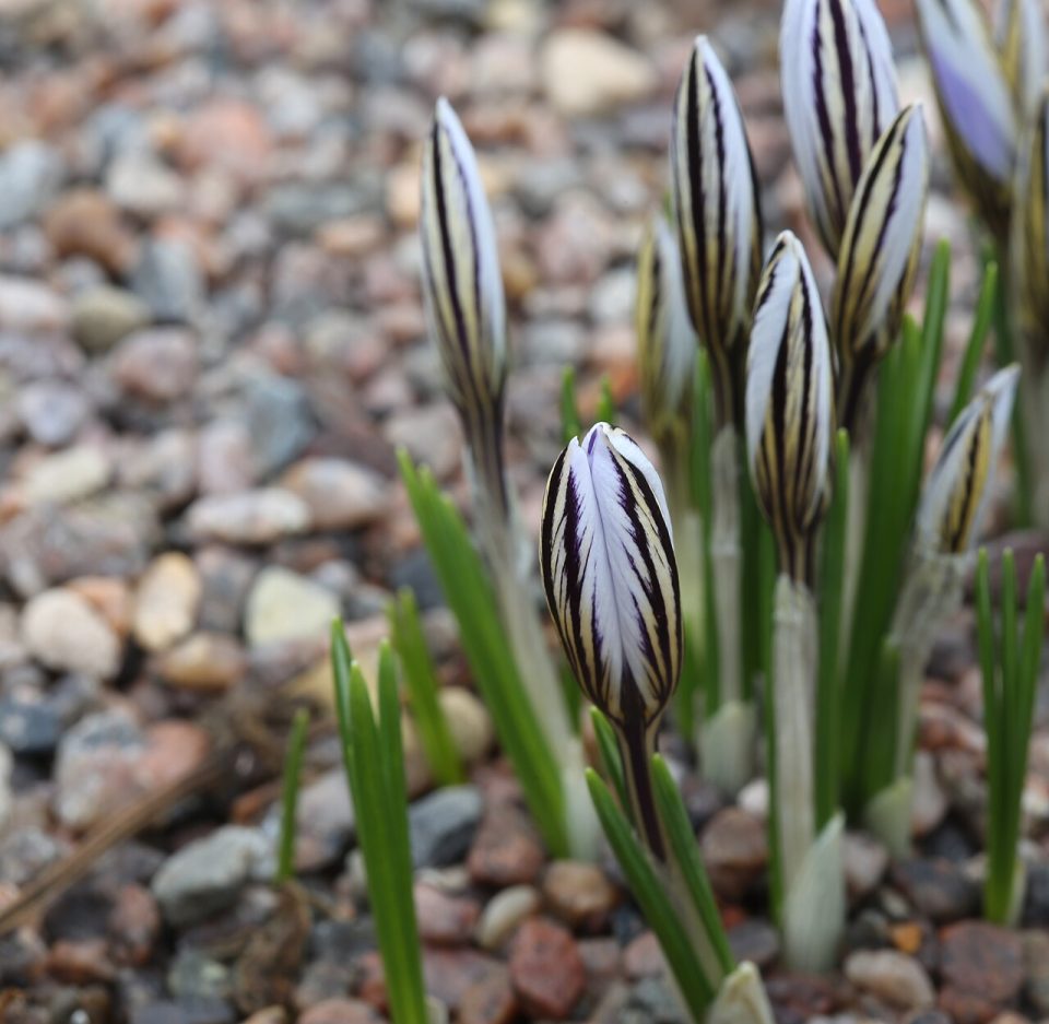 Crocus reticulatus