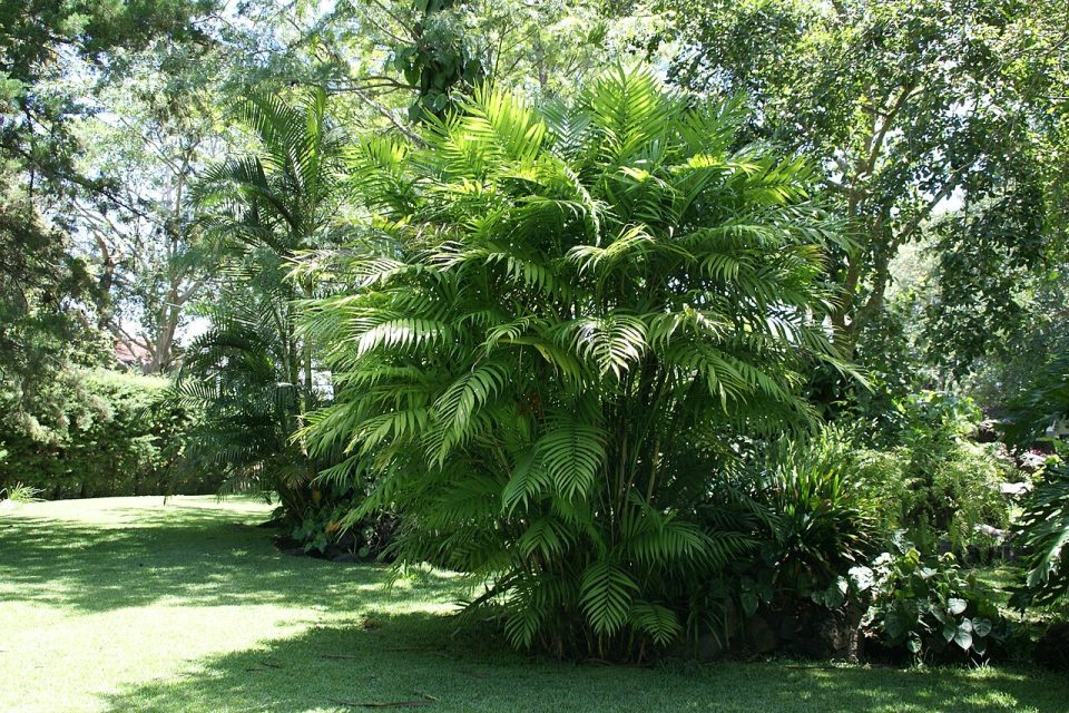 Chamaedorea tepejilote