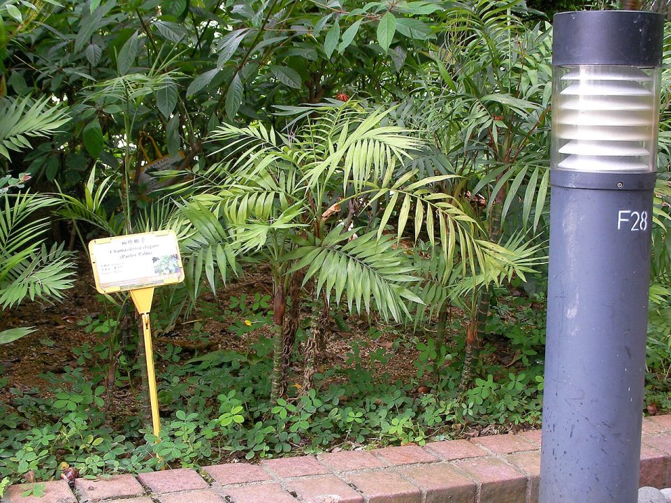 Chamaedorea elegans