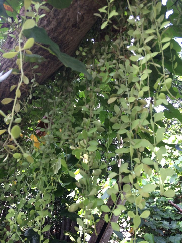 Dischidia oiantha