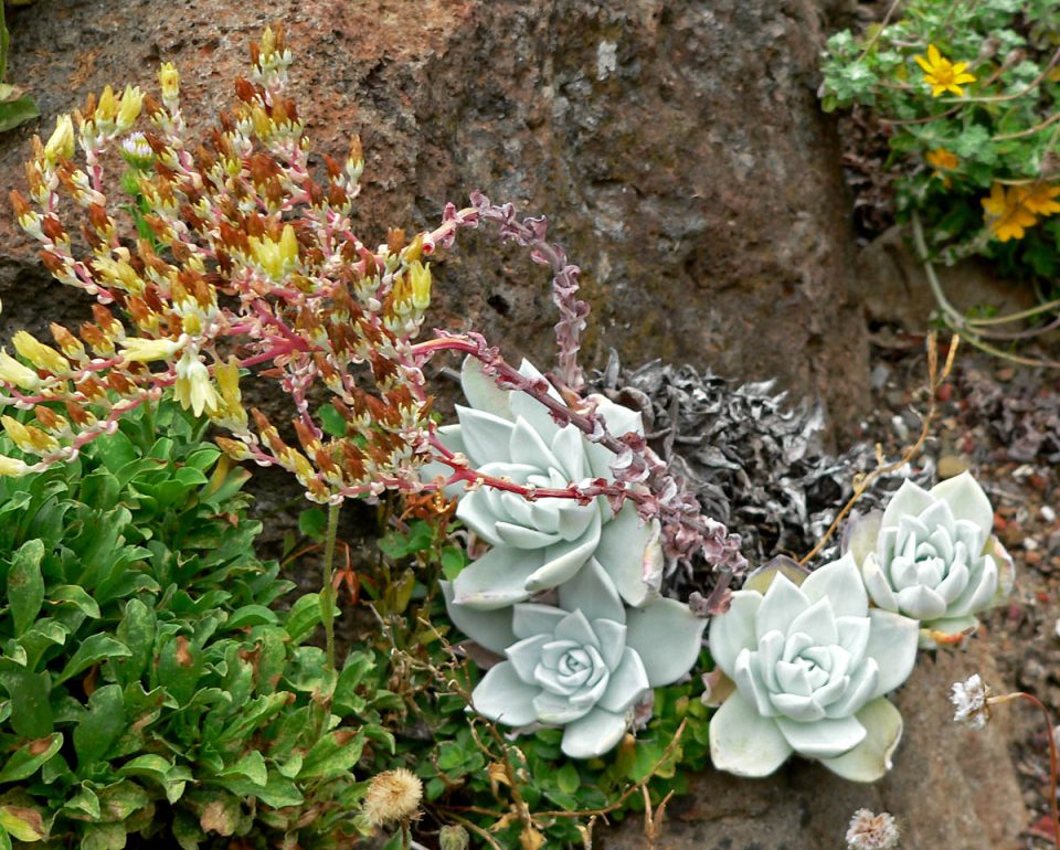 Dudleya farinosa