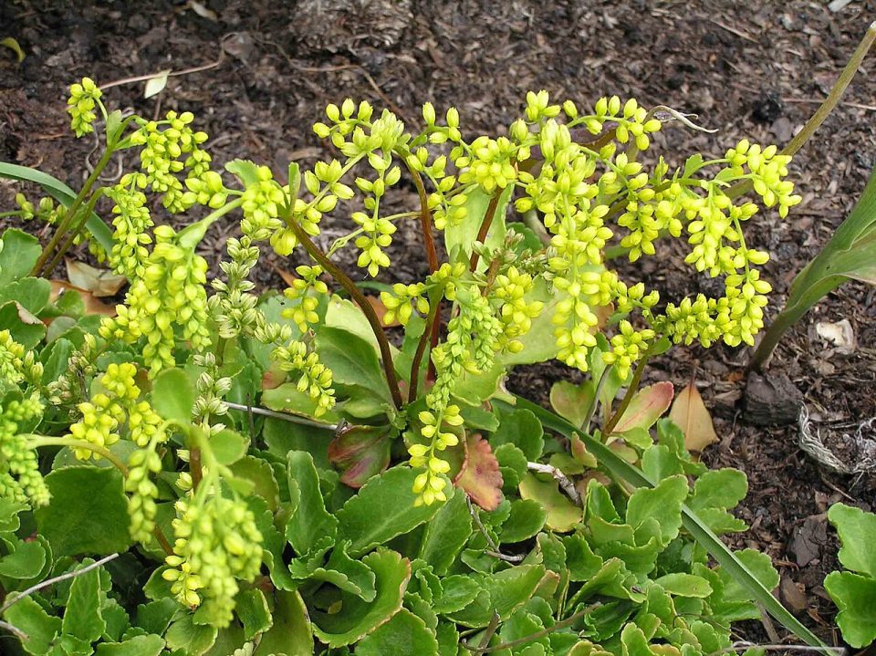 Chiastophyllum oppositifolium