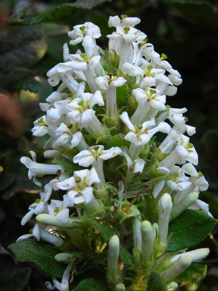 Escallonia revoluta