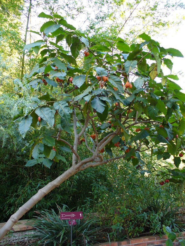 Foto ilustrativa de la especie: Tamarillo
