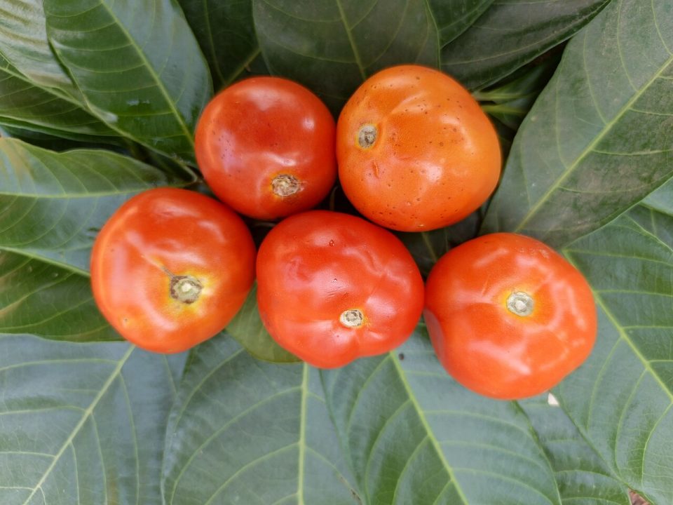 Foto ilustrativa de la especie: Solanum lycopersicum 'Tres cantos' · Tres cantos