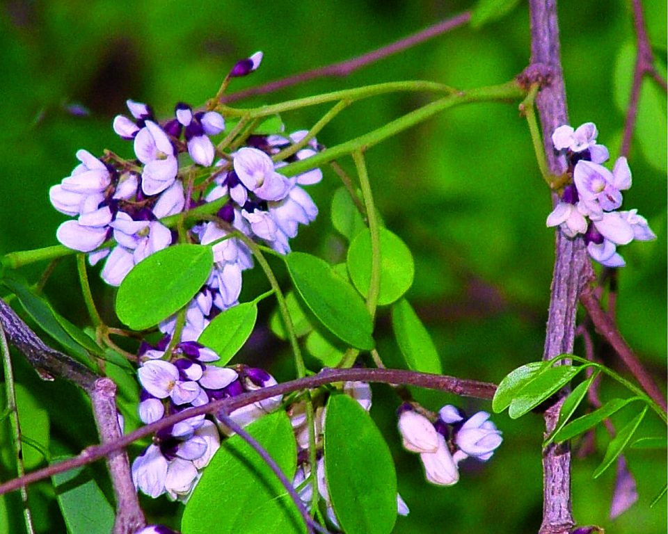 Dalbergia lanceolaria