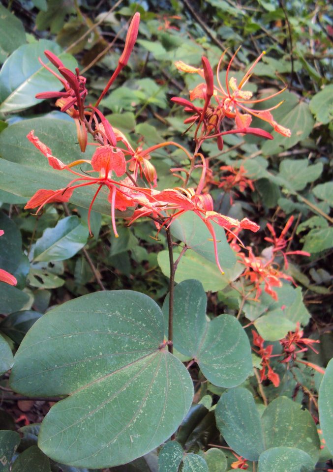 Bauhinia phoenicea