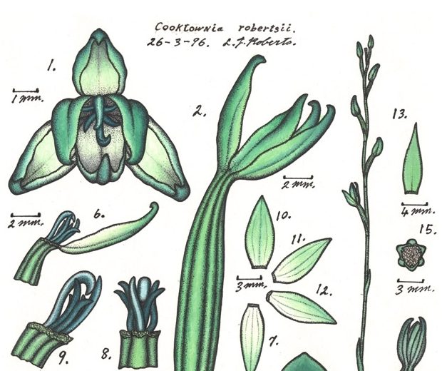 Cooktownia robertsii
