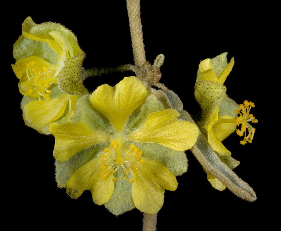 Sida calyxhymenia