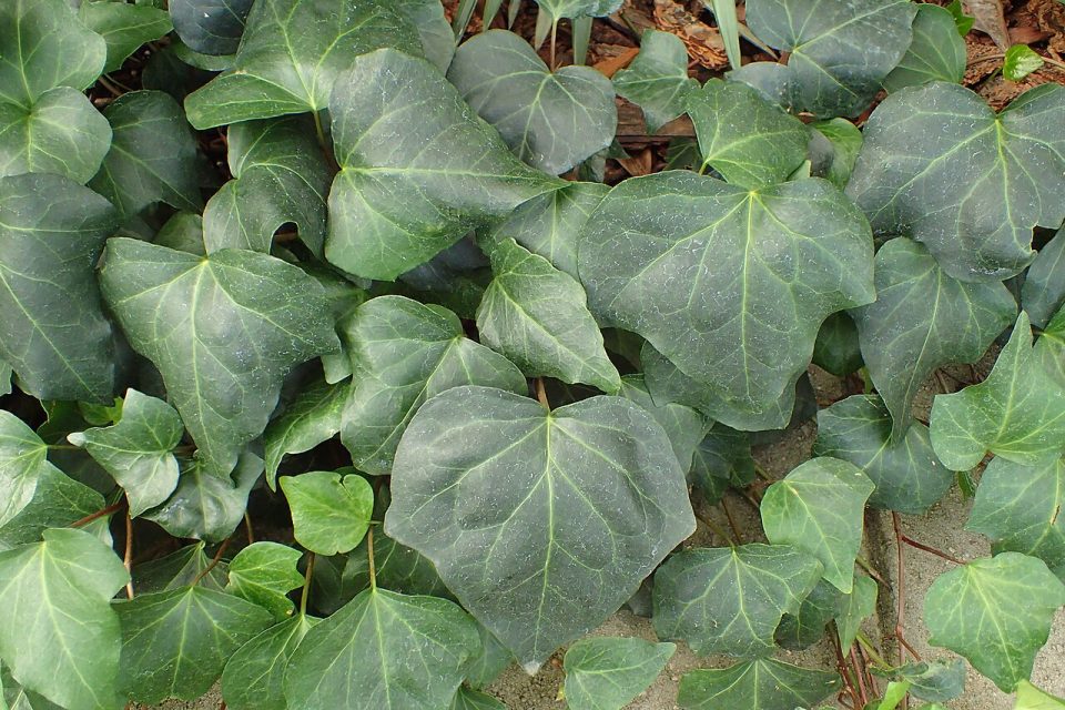 Hedera algeriensis