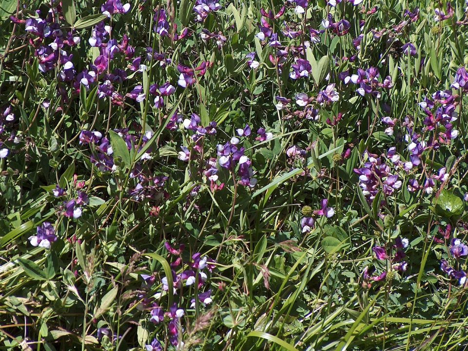 Lathyrus subandinus