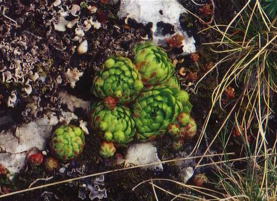 Sempervivum globiferum