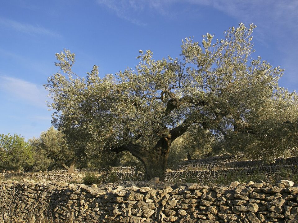 Foto ilustrativa de la especie: Olea europaea · Olivo Arroniz