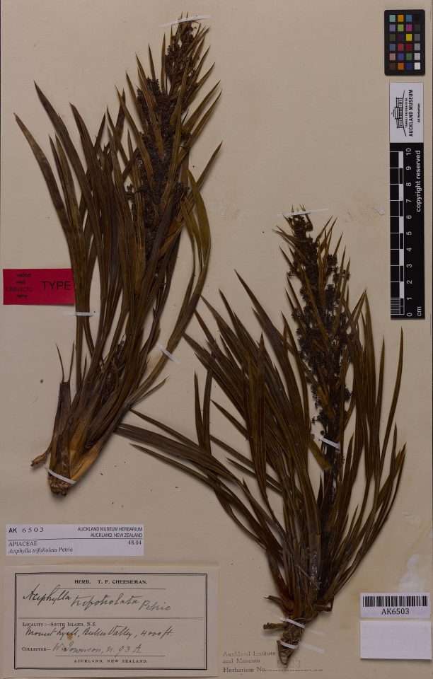 Aciphylla trifoliolata