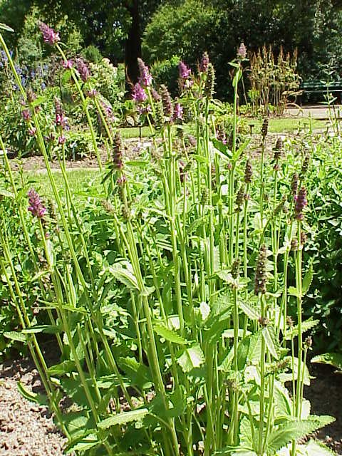 Foto ilustrativa de la especie: Stachys affinis