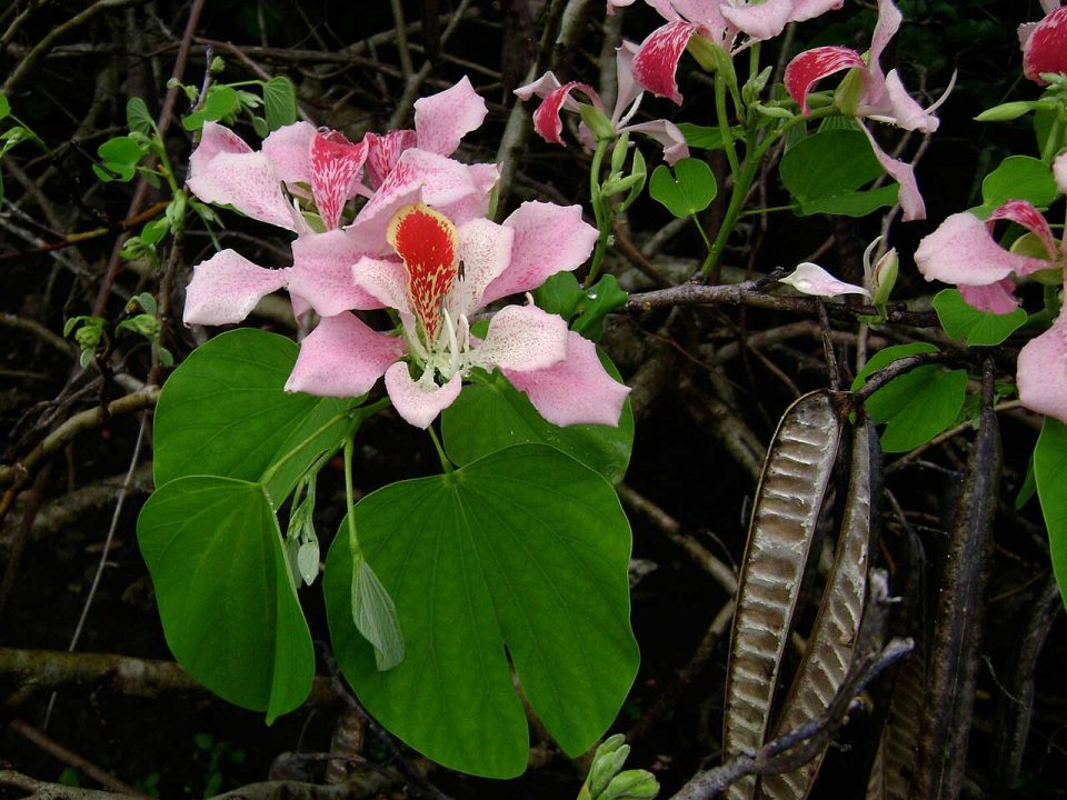 Bauhinia monandra