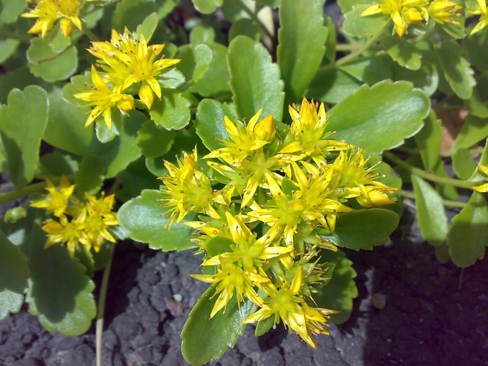 Phedimus hybridus