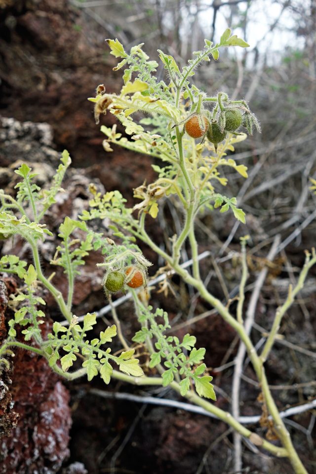 Foto ilustrativa de la especie: Tomatillo