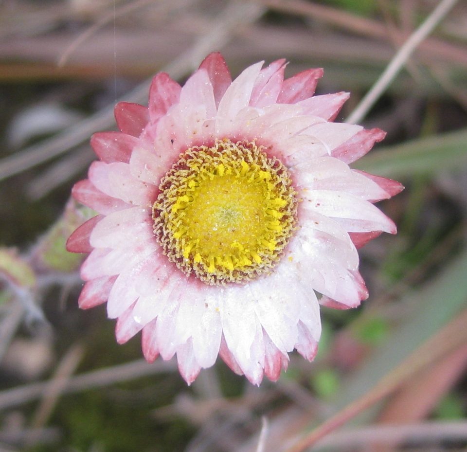 Helichrysum adenocarpum