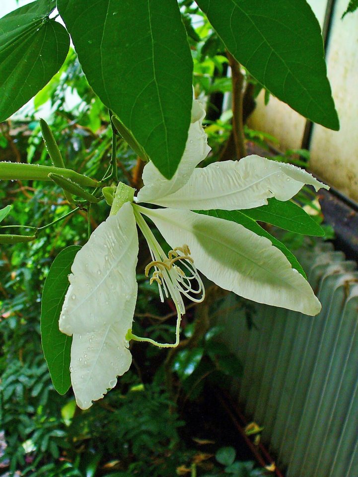 Bauhinia aculeata