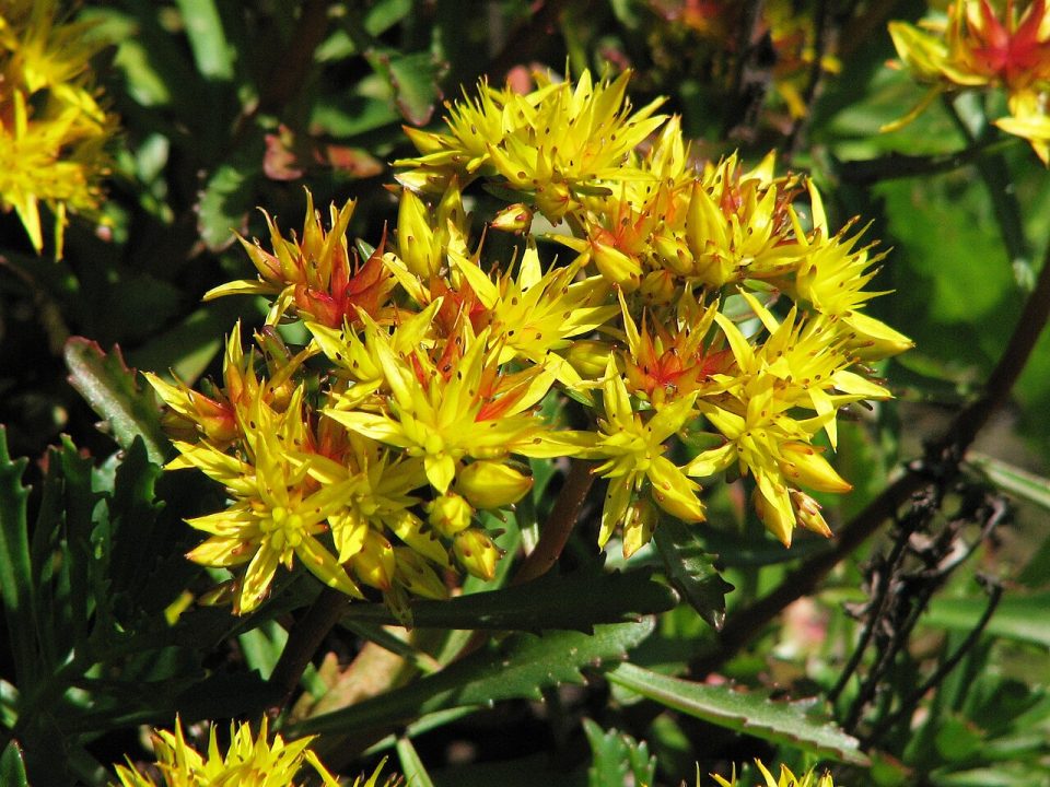 Phedimus middendorffianus