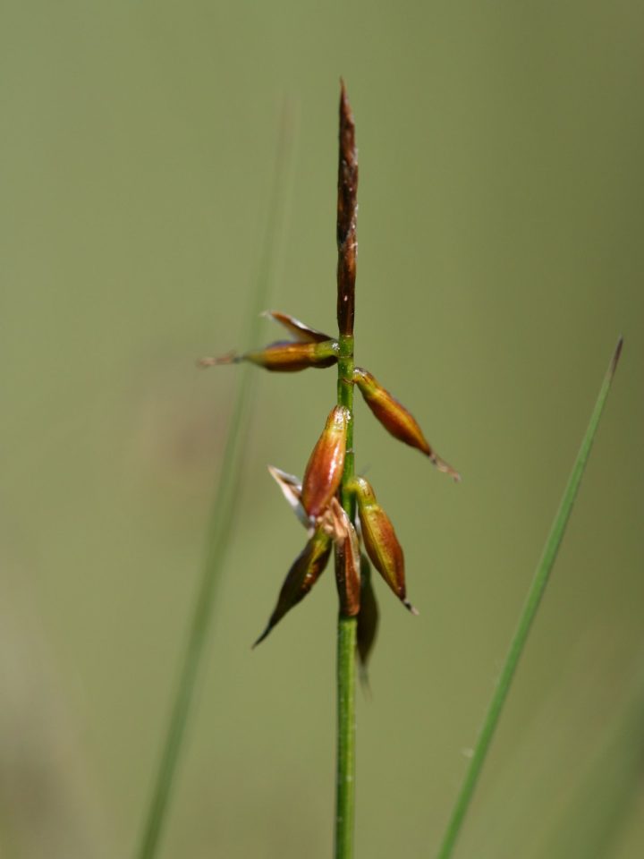 Carex pulicaris