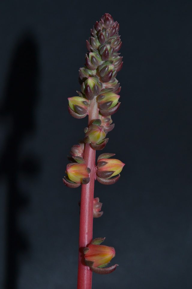 Echeveria pinetorum