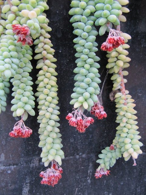Foto ilustrativa de la especie: Sedum burrito