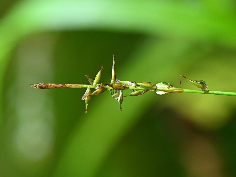 Carex peregrina