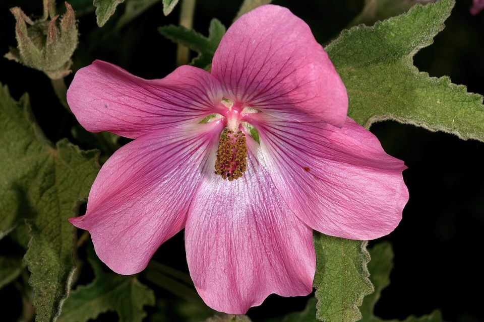 Anisodontea julii