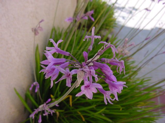 Foto ilustrativa de la especie: Tulbaghia violacea