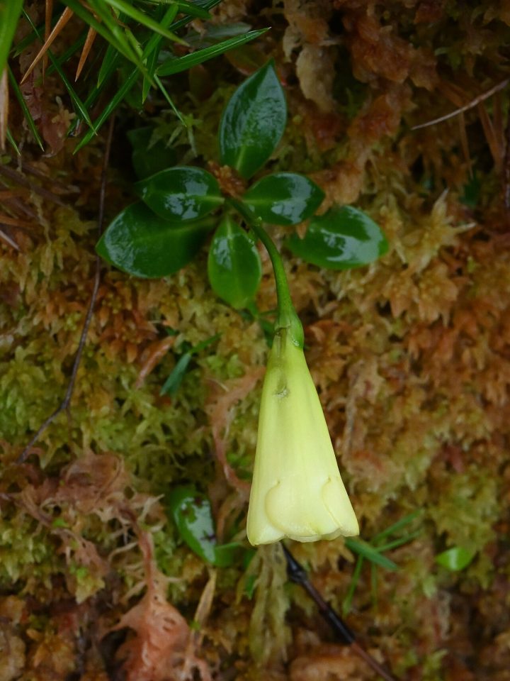 Symbolanthus frigidus